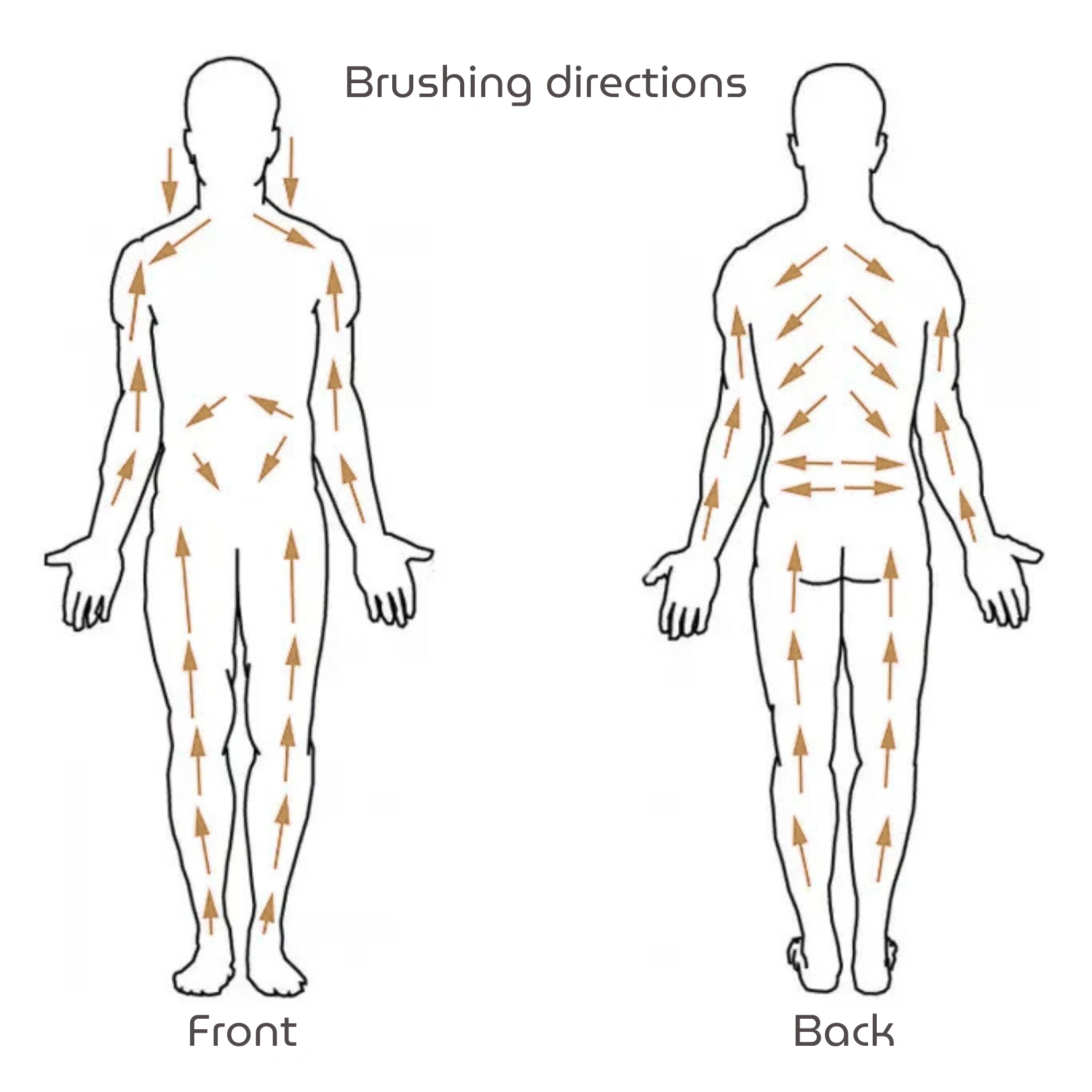 Body Brush Lifestyle Wellness Nutrition 5